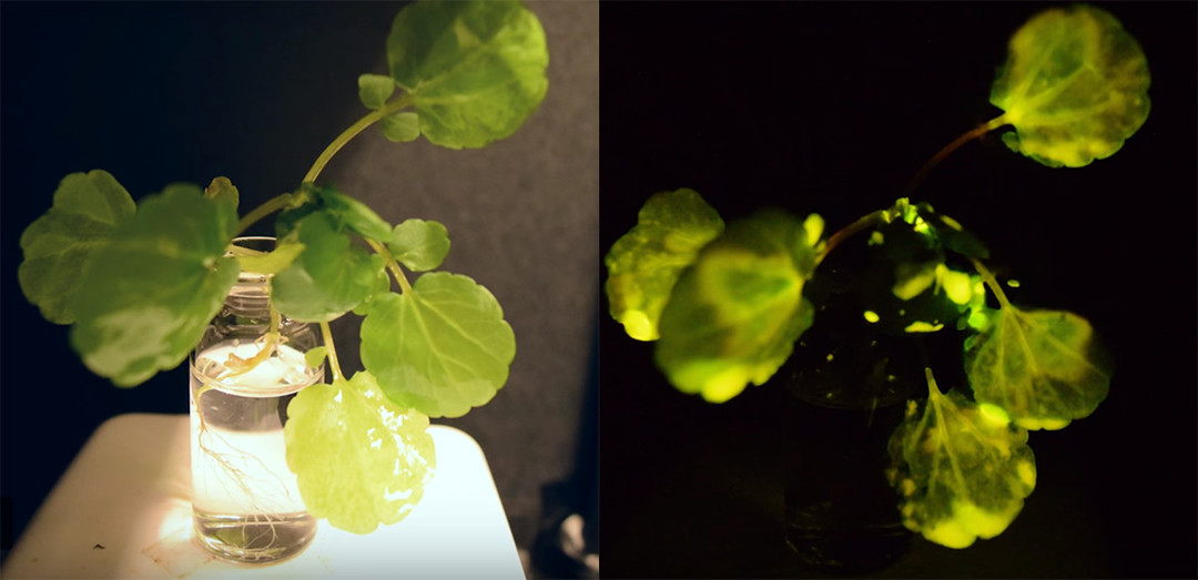 光亮環境中的植物（左）VS 黑暗環境中的植物（右）。