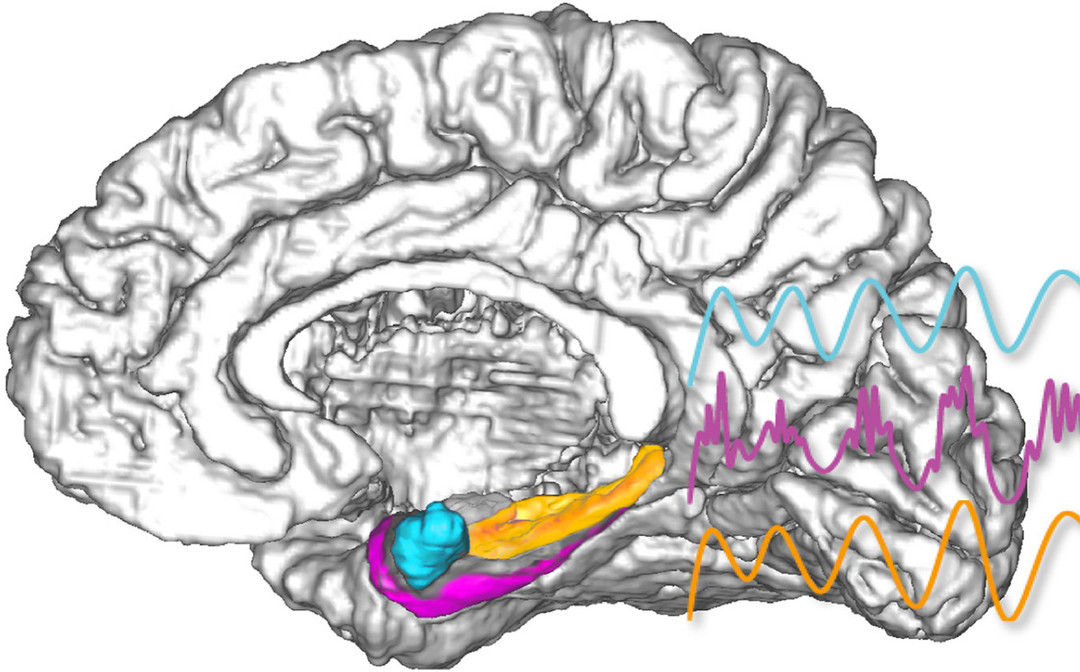 圖像記憶恢複測試，杏仁核（藍）、海馬（橙）和大腦皮質（品紅）中的電信號在刺激的第二天看起來更同步。