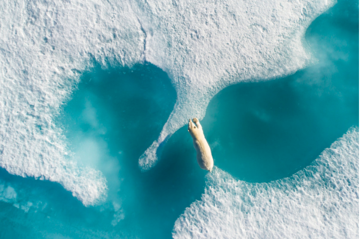 （全球航拍年度大獎，Above the polar bear，作者 Florian Ledoux）
