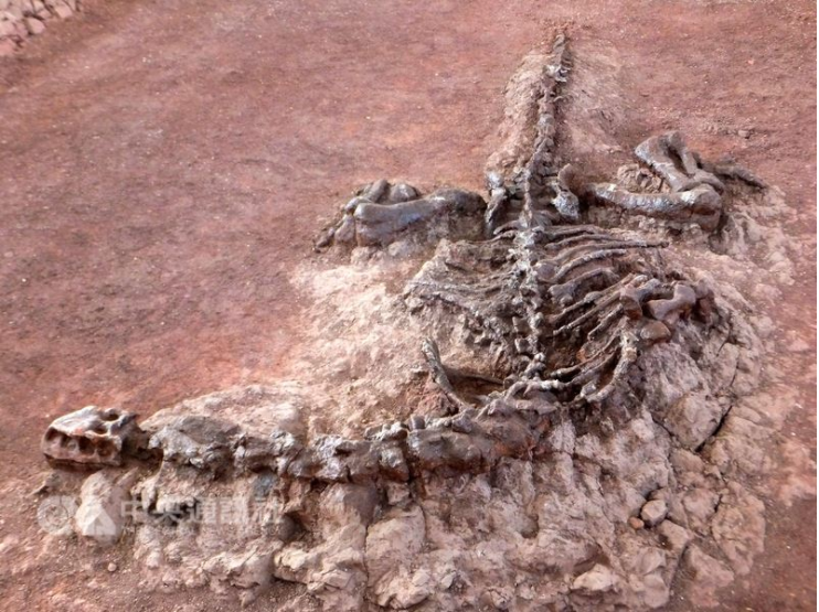 圖為李耀昌用來研究的雲南大哇恐龍山的祿豐龍化石。