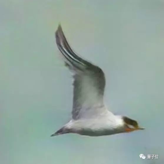 StackGAN 畫出的第一題：一隻白鳥，它的頭部和翅膀帶點黑色，還有個很細長的橘黃色鳥喙。
