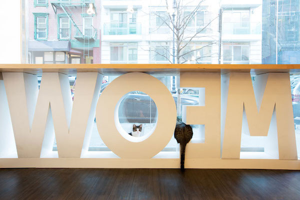 2-New-York-City-Cat-Cafe-Meow-Parlour-Adoption-Architecture-Design