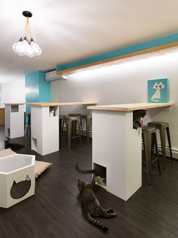 3-New-York-City-Cat-Cafe-Meow-Parlour-Adoption-Architecture-Design