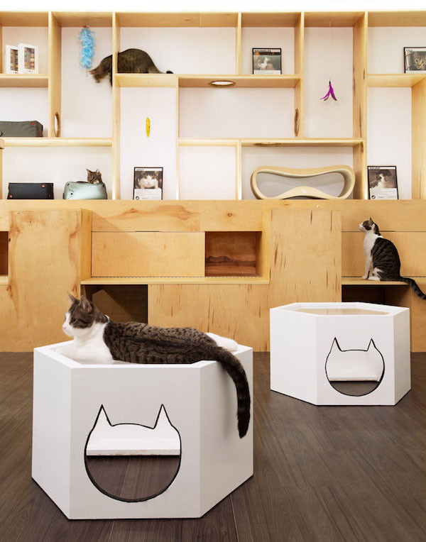 6-New-York-City-Cat-Cafe-Meow-Parlour-Adoption-Architecture-Design