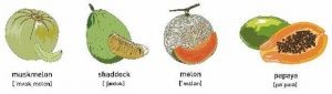 Papaya (640x181)