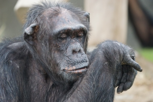 chimpanzee-mammal-dangerous-1