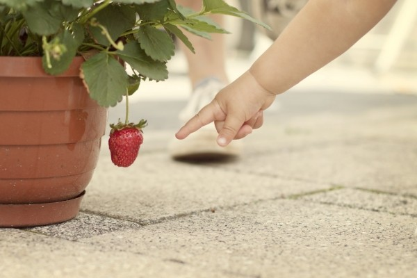 strawberry-show-red-finger-hand-child-fruit
