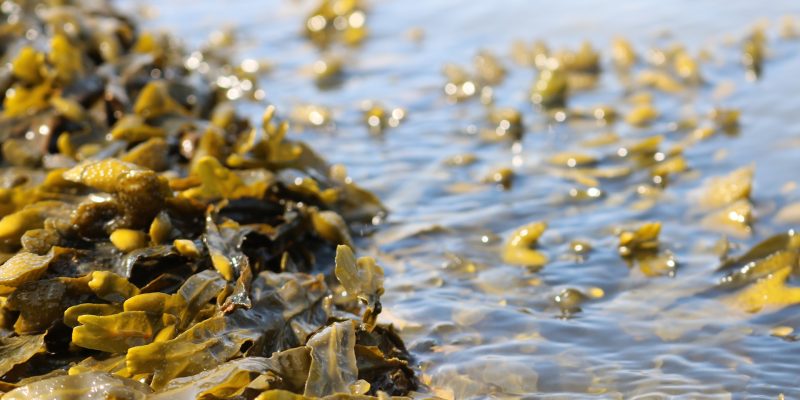 seaweed along the coast