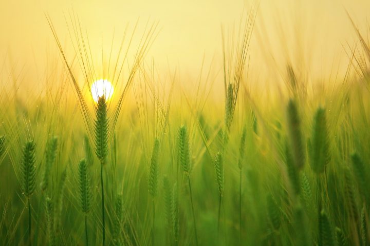 rice field with sunshine