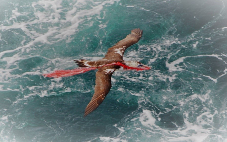 (圖片來源:Leo Berninsone，海洋科學家。此照片是2016年Leo在一次大西洋的研究航次中拍攝，照片中的鳥類是北方塘鵝(學名:Morus bassanus)的幼鳥，而牠口中啣著的是一只紅色的塑膠袋。)