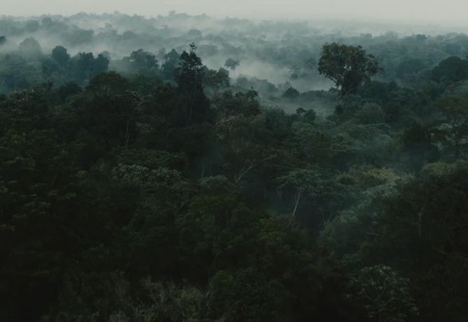 亞馬遜雨林正面臨盜伐者的嚴重威脅。（圖／翻攝自 Youtube，下同） 
