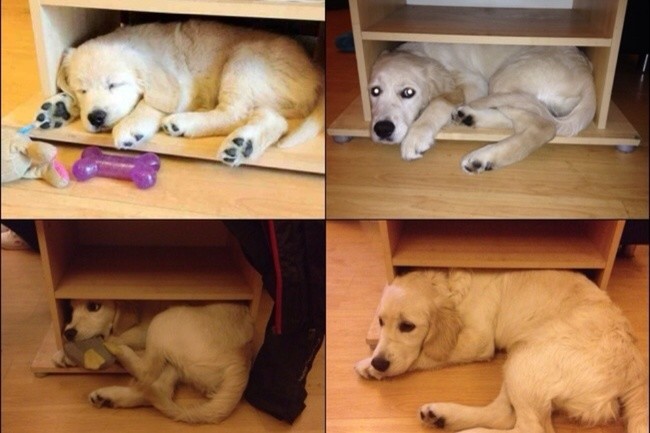 3085509f28cd99f290c23993994f4d81_650x
