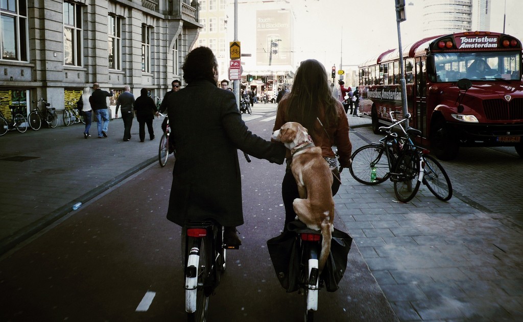 坐在腳踏車後座，與主人共同生活在阿姆斯特丹的狗兒〈圖片來源：flickr#Marc van Woudenberg〉