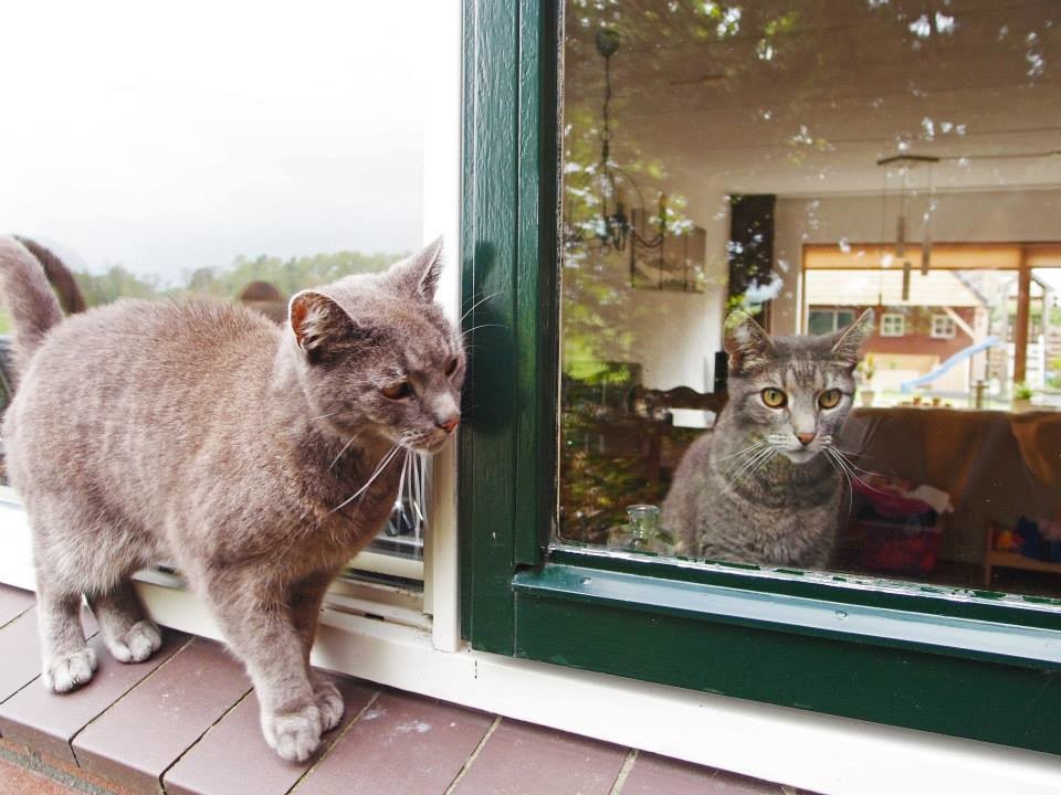 @荷蘭自由蹓躂的家貓〈© JiouJiou Lin攝影〉