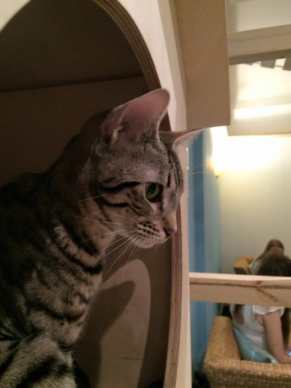 SPLINTR-MaisonDeMoggy-Cat-Cafe-1-600x800