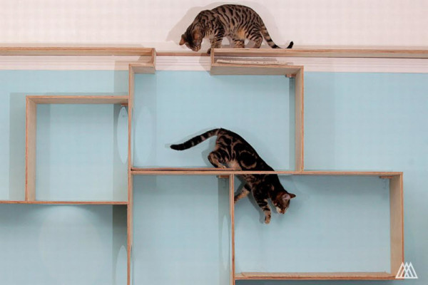 SPLINTR-MaisonDeMoggy-Cat-Cafe-10-600x400
