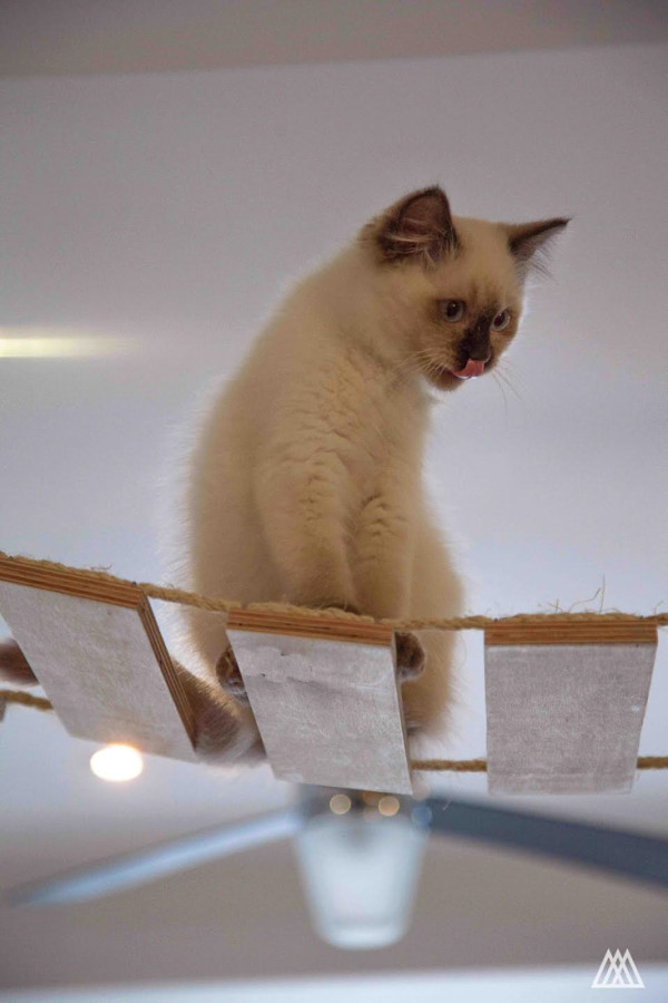 SPLINTR-MaisonDeMoggy-Cat-Cafe-2-600x900