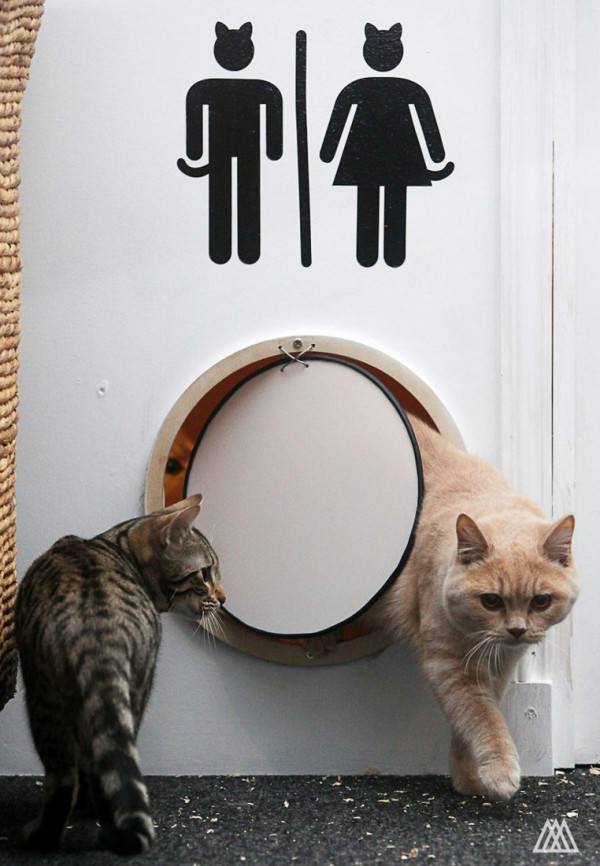 SPLINTR-MaisonDeMoggy-Cat-Cafe-3-600x866