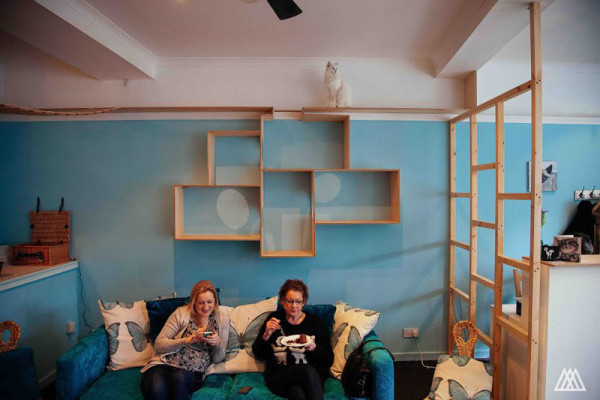SPLINTR-MaisonDeMoggy-Cat-Cafe-5-600x400