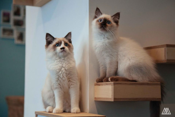 SPLINTR-MaisonDeMoggy-Cat-Cafe-6-600x400