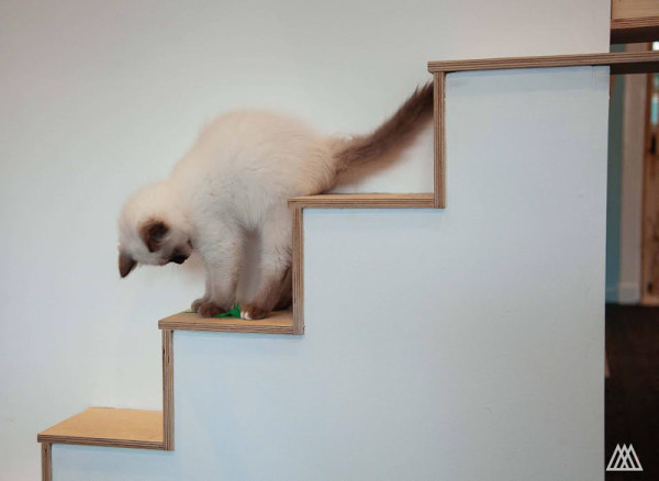 SPLINTR-MaisonDeMoggy-Cat-Cafe-7-600x438