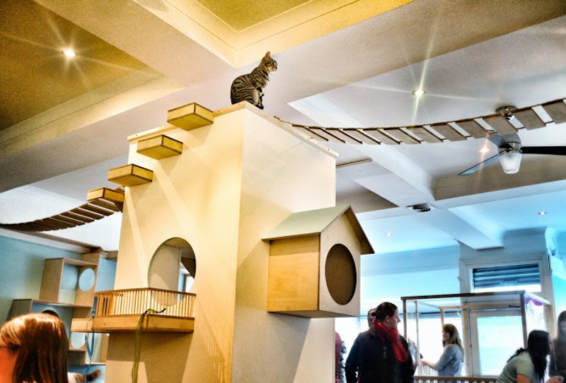 SPLINTR-MaisonDeMoggy-Cat-Cafe-9