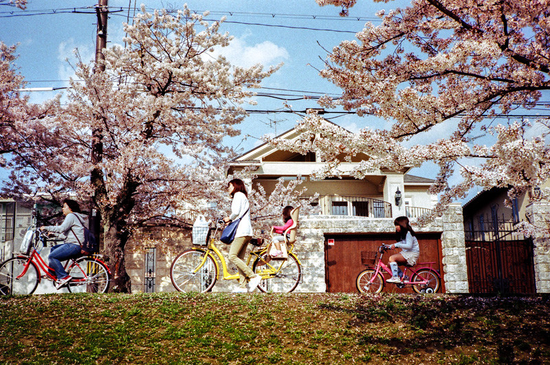 櫻花盛開的賀茂川，散發著春日閒適的京都生活氣味