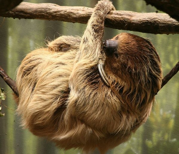知識]12 個樹懶的小知識：告訴你日子雖過得懶但要懶得開心的「生活懶哲學」 - 巴哈姆特