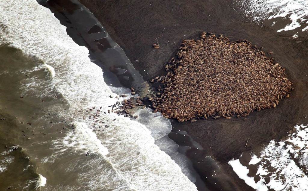 pc-140930-walrus-01_665c334d34de514d3ba4d1d9665688be.nbcnews-ux-1280-800