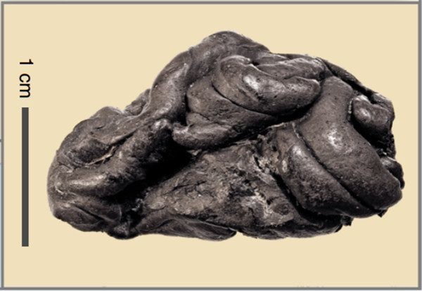 丹麥考古團隊在遺址中發現被咀嚼過的「石器時代口香糖」樺木樹皮，重現5700年前小女孩蘿拉（Lola）的真面目。（圖／翻攝Nature Communications）