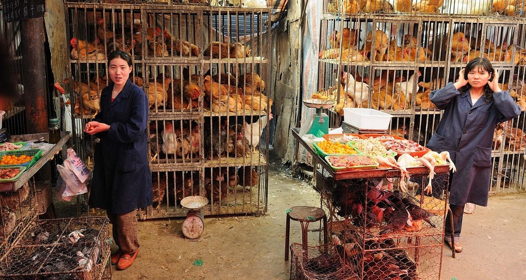 世界衛生組織發布日前中國有 2 例 H9N2 病例。圖為中國青海省活禽市場
