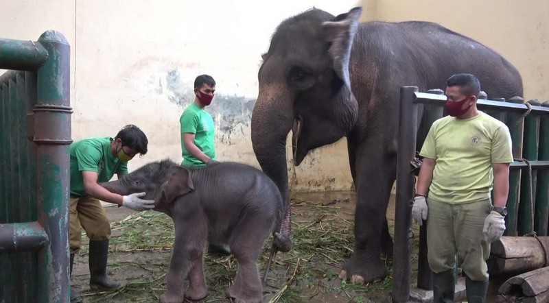印尼的塔曼動物園躲過新冠肺炎的斷糧危機。