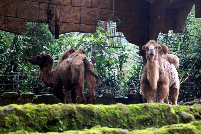 印尼塔曼動物園茂物園區範圍廣闊，園區調動人力，積 極在附近的山區尋找動物的糧草，草食性動物仍有充足 的食物。圖為園區的駱駝。
