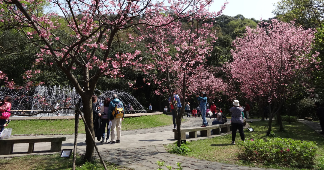 陽明公園噴水池昭和櫻。