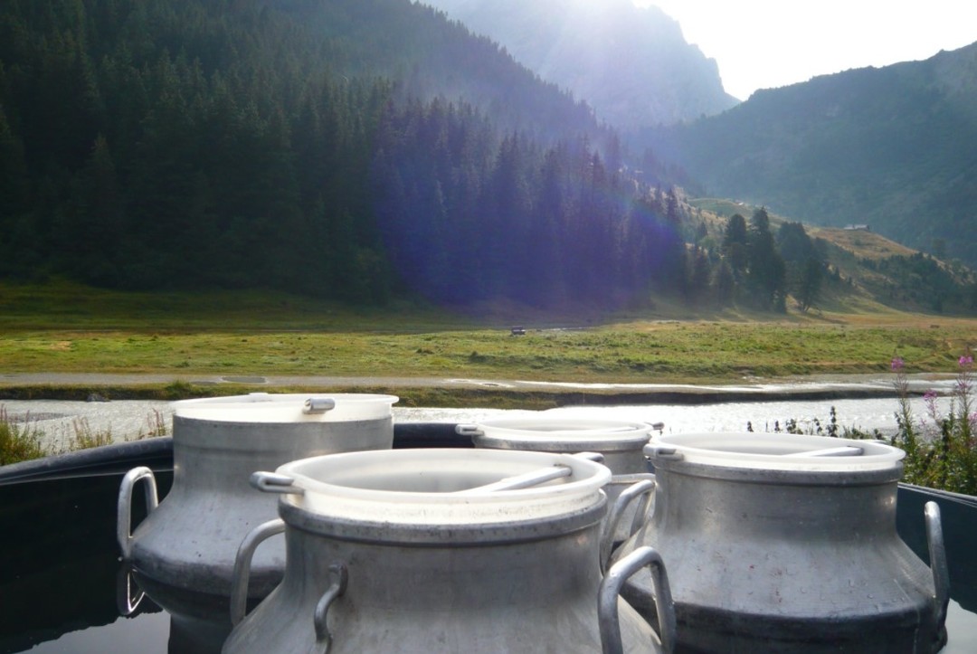 在深山中，沒水沒電，一罐罐新鮮的牛乳用山中冰涼的的河水冰鎮。