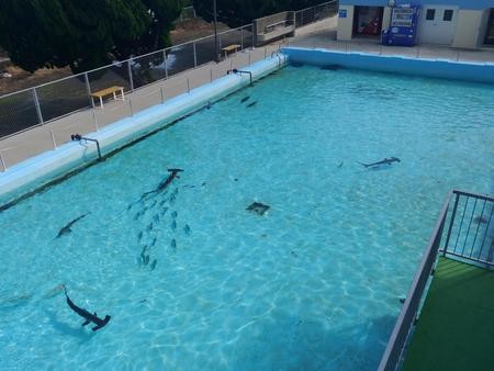 校園內偌大的泳池可見到雙髻鯊、海龜與鯖魚、比目魚在此優游。 