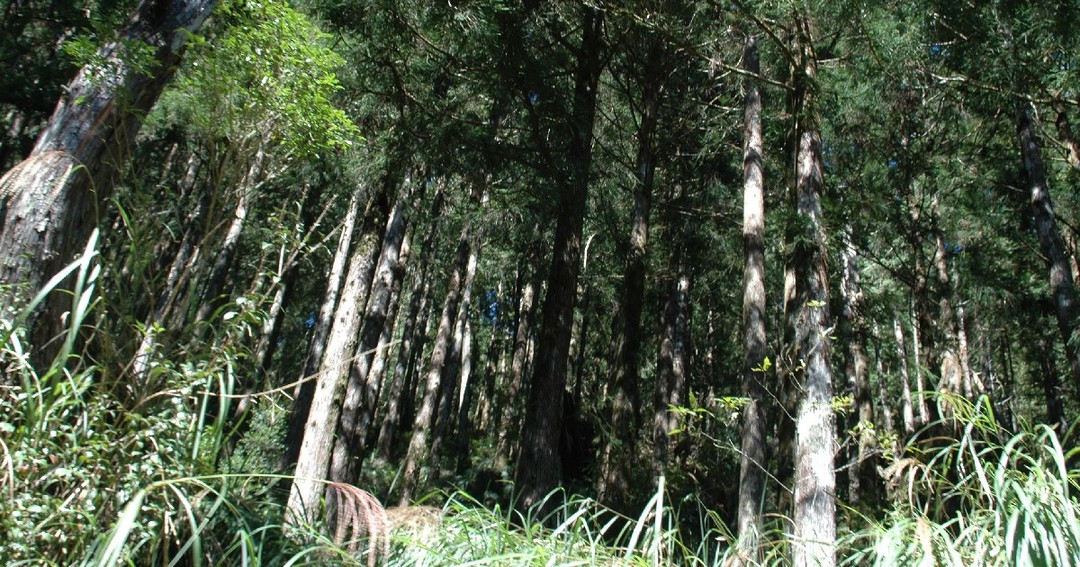 宜蘭棲蘭山檜木林。