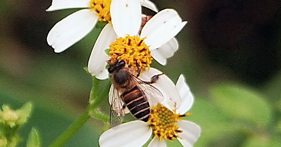 大花咸豐草對台灣來說是外來種，會吸引蜂蜜。