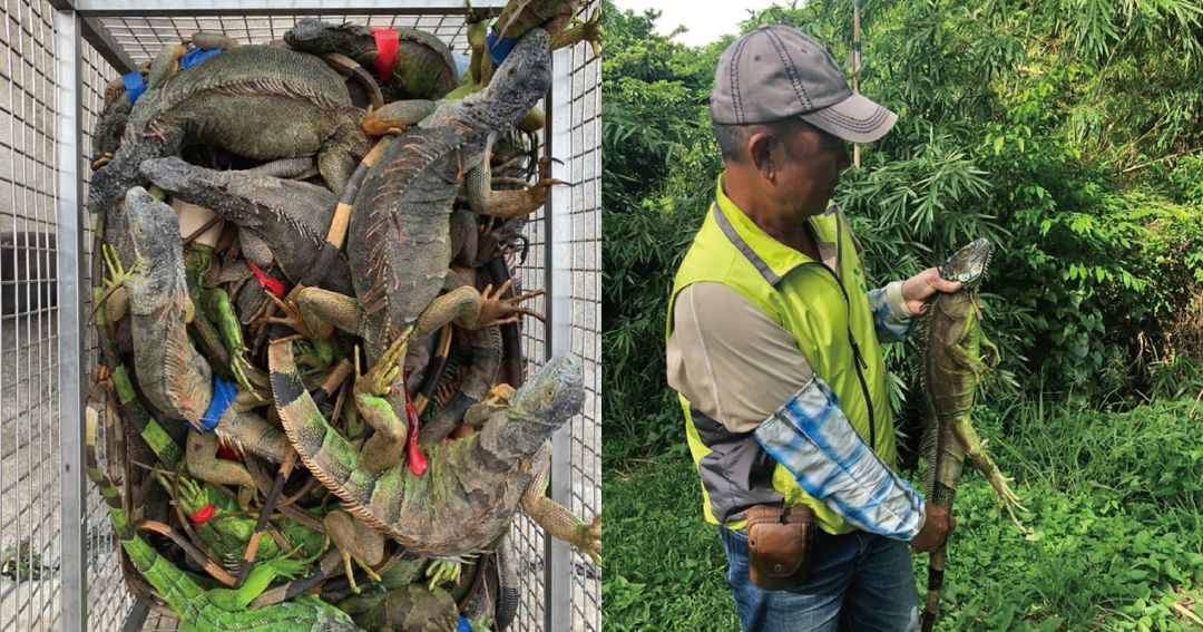 綠鬣蜥入侵台灣生態系，適應力、繁殖力強，造成生態浩劫。