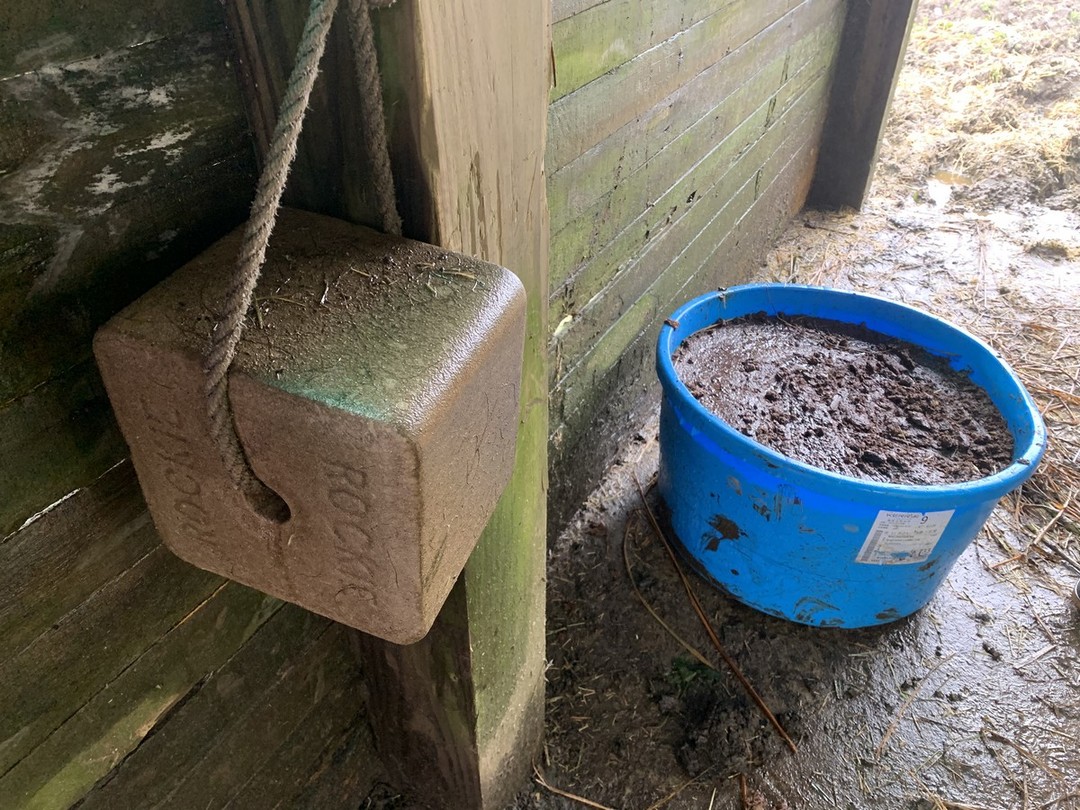 除了草料外，陽明山國家公園管理處也在牛棚放置含有 鹽及礦物質的鹽磚（正方形吊掛物體）以及有蛋白質與 礦物質的舔磚（藍色桶子）供牛隻補充營養。