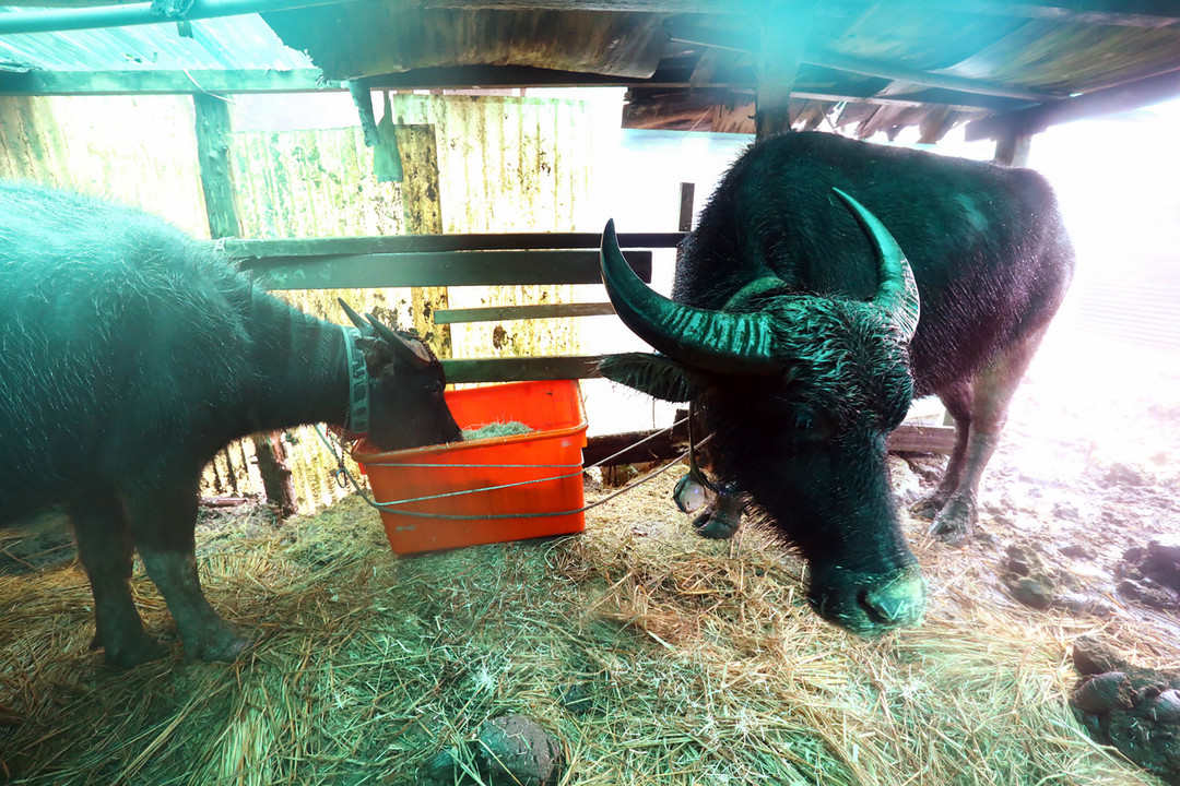陽明山國家公園管理處目前有2頭水牛較常駐在牛棚，牛棚可以協助牠們弄乾身體、保持體溫，而牛最初不知道草料可以食用，是後來才慢慢接受。