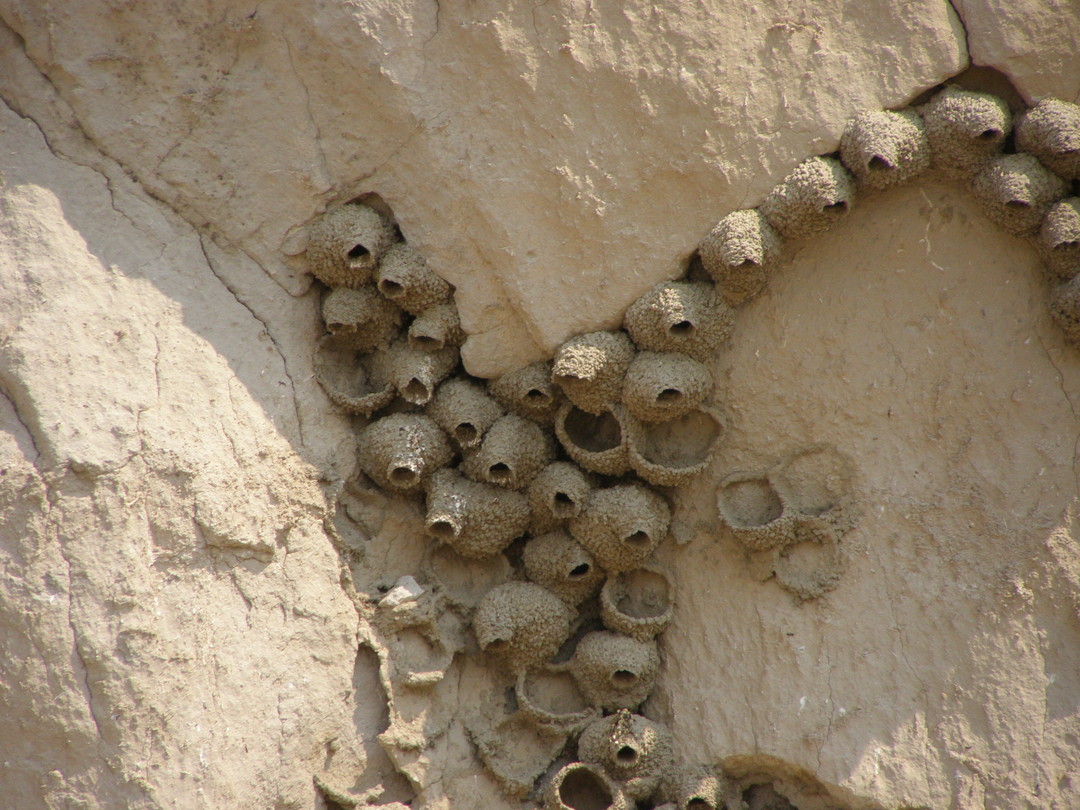 岩燕在岩壁上築起葫蘆狀的泥巢，天敵不容易捕食幼鳥。鳥類選擇築巢的位置，根據捕食壓力、種間或種內競爭可分為地上、樹上、非喬木植物、峭壁、河岸等等。