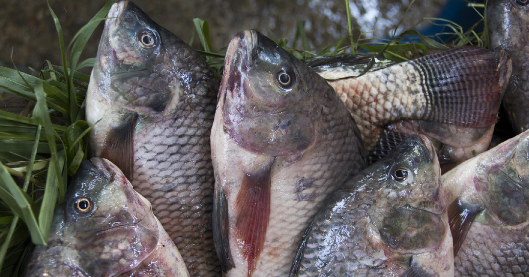 養殖魚類的動物福址狀況為何？