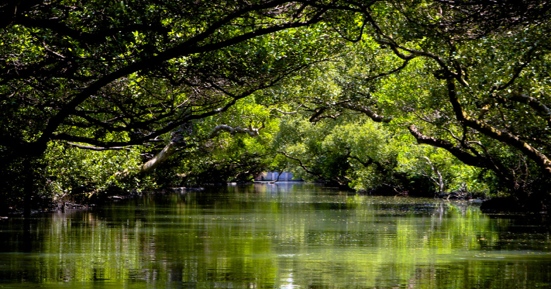 紅樹林的保育能幫助減少碳排放，促進藍碳交易可能