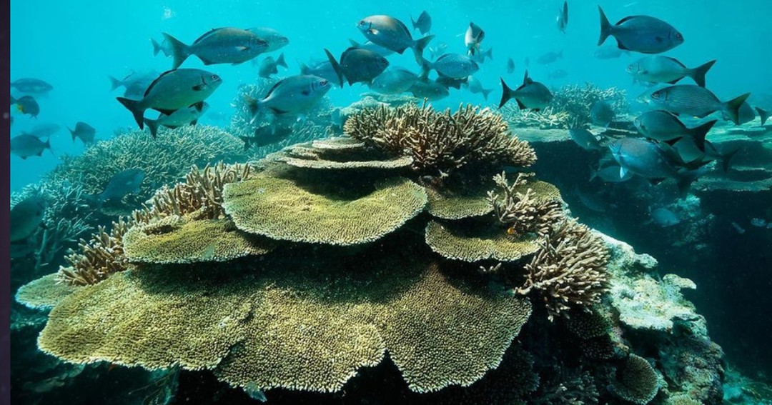澳洲大堡礁的海洋保育問題