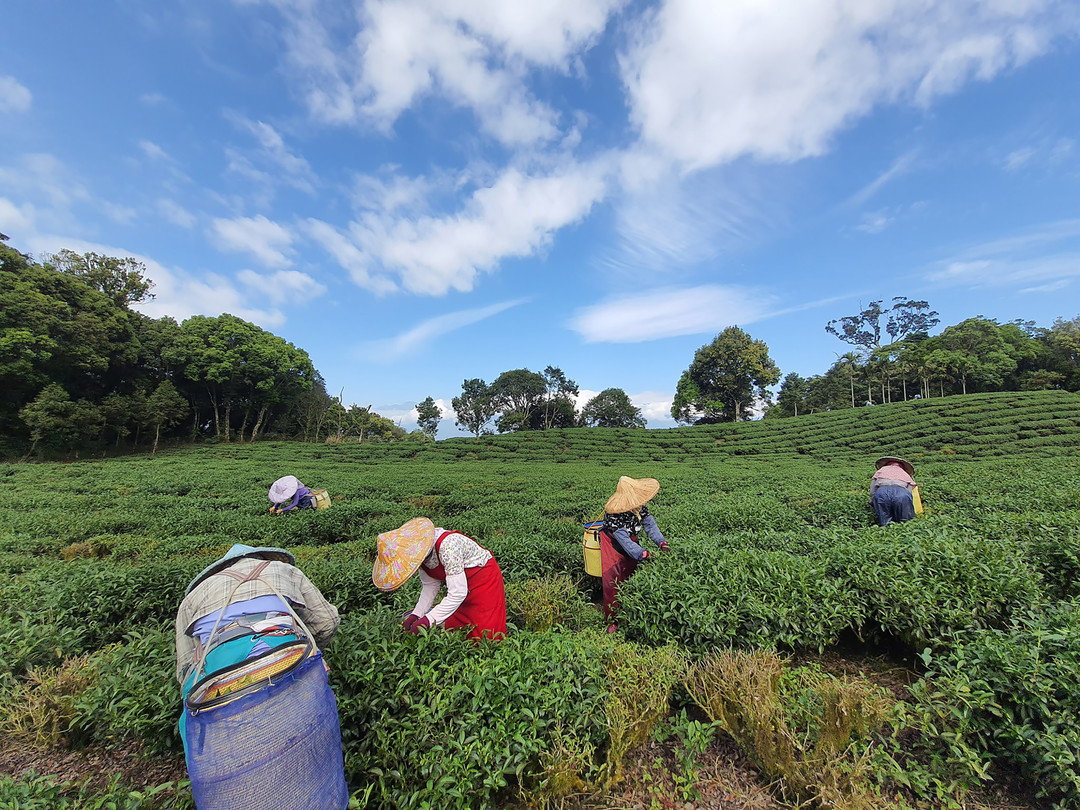 台灣茶農